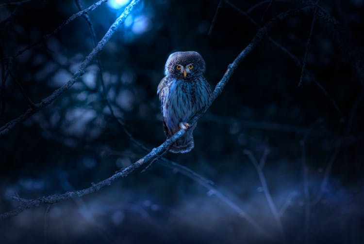 A Eurasian Pygmy Owl At Night 