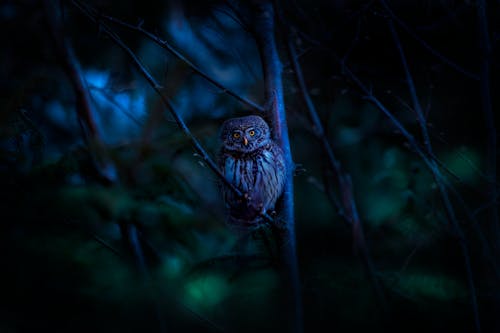  A White and Black Owl Perched on Tree Branch