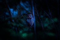 White and Black Owl on Tree Branch