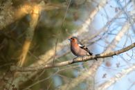 A Bird Perched on Tree Branch