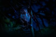 Blue and White Owl on Brown Tree Branch