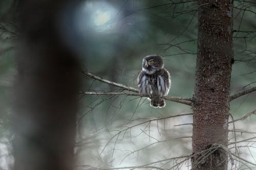 A White and Black Owl Perched on Tree Branch
