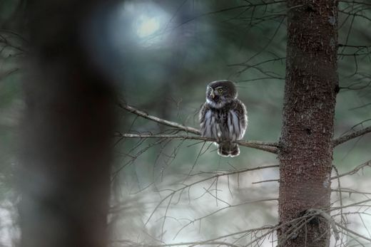 A pygmy owl on a forest branch — Erik Karits on Pexels