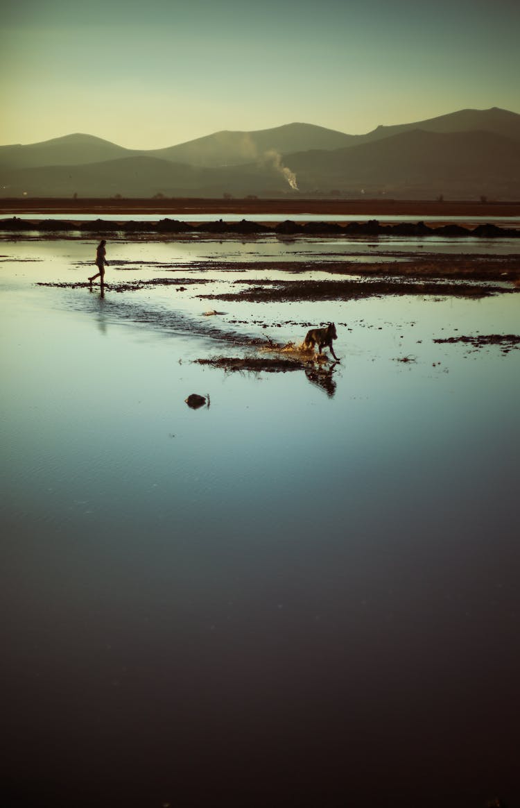 A Dog Running On Body Of Water