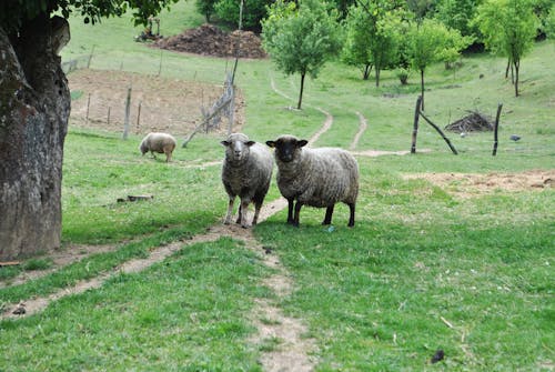 Free stock photo of animals, farm, lamb Stock Photo