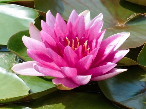 Pink Flower in Close Up Photography