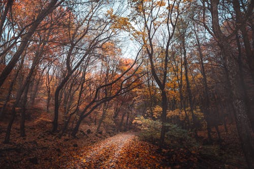 An Autumn Trees in the Forest