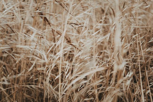 Blades of Wheat and Grass in a Field