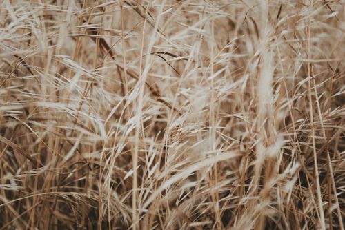 Free A close-up view of golden wheat swaying gently in the summer breeze. Stock Photo