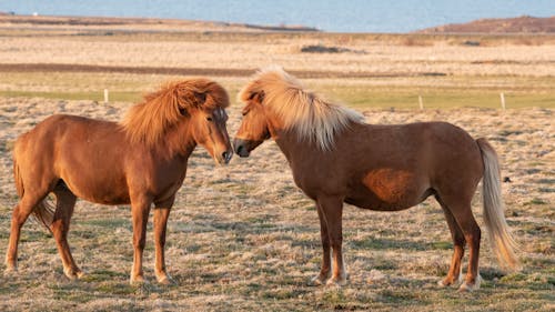 アイスランドの馬, ファーム, フィールドの無料の写真素材