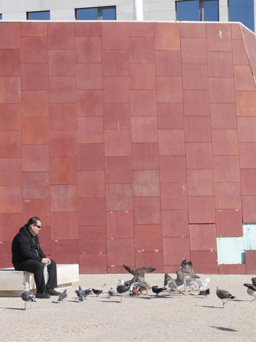 Man Looking at Pigeons 