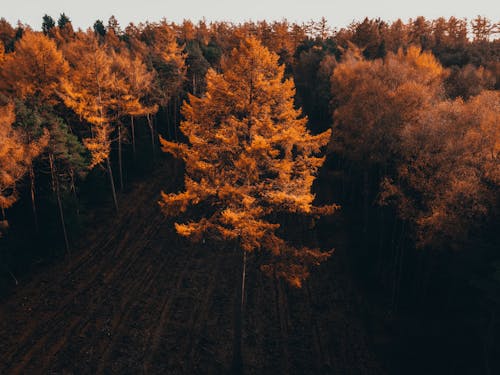 An Aerial Shot of a Forest