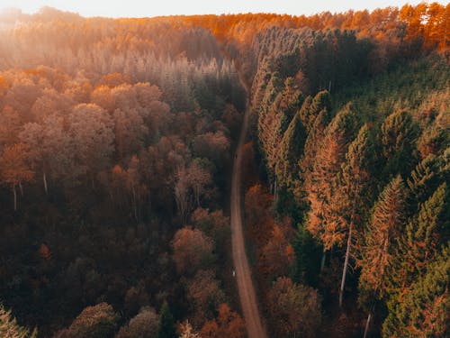 無料 ドローン撮影, 木, 森の中の無料の写真素材 写真素材