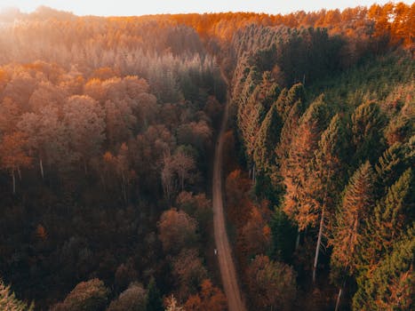 Stunning aerial view of a forest road during autumn, showcasing vibrant fall colors.