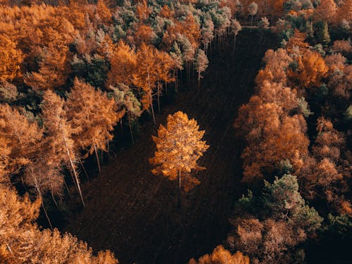 Gratis stockfoto met bomen, Bos, herfst