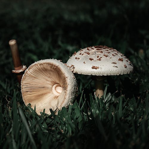 Mushroom on Grass in Forest