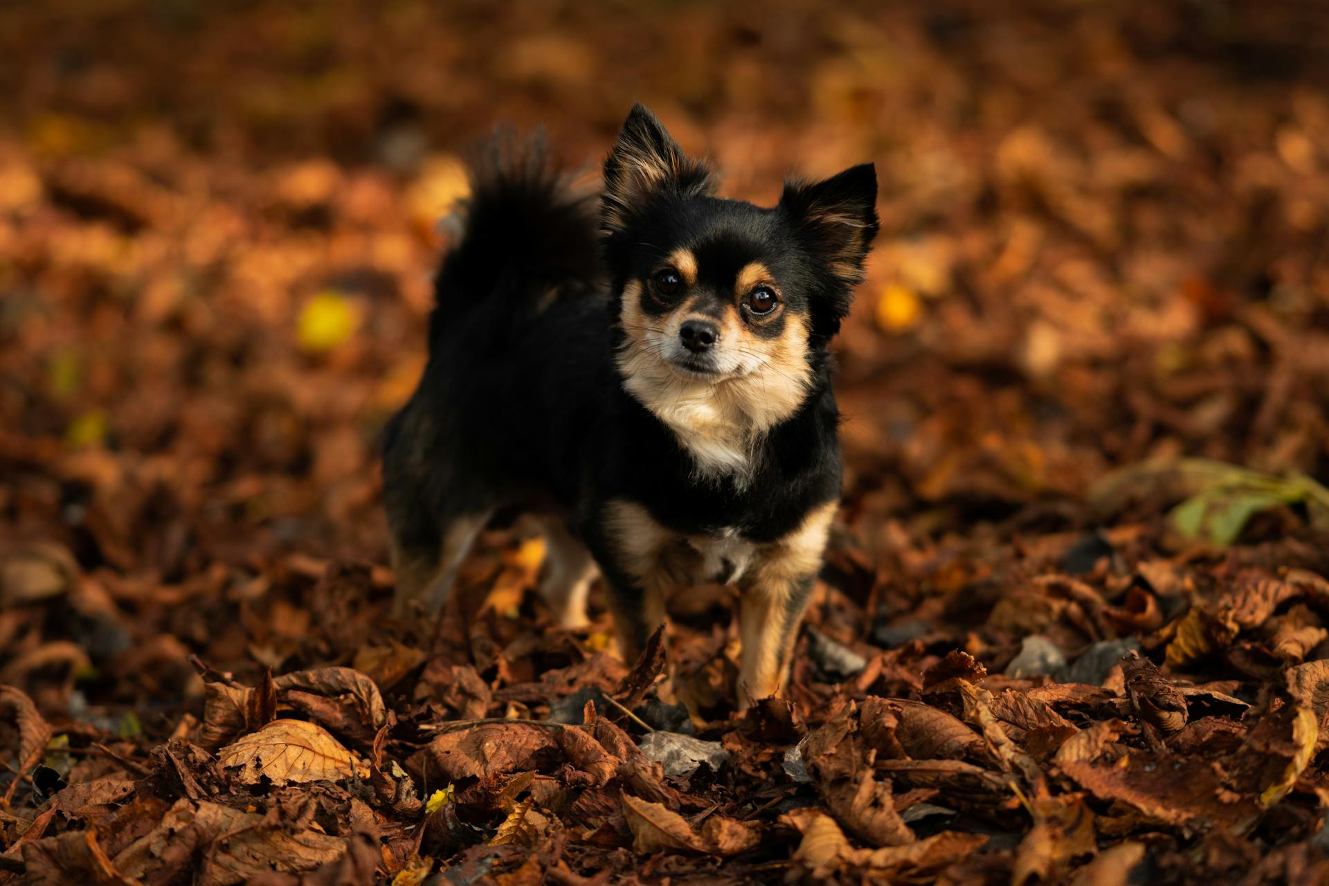 Close-Up Shot of Chihuahua on the Ground