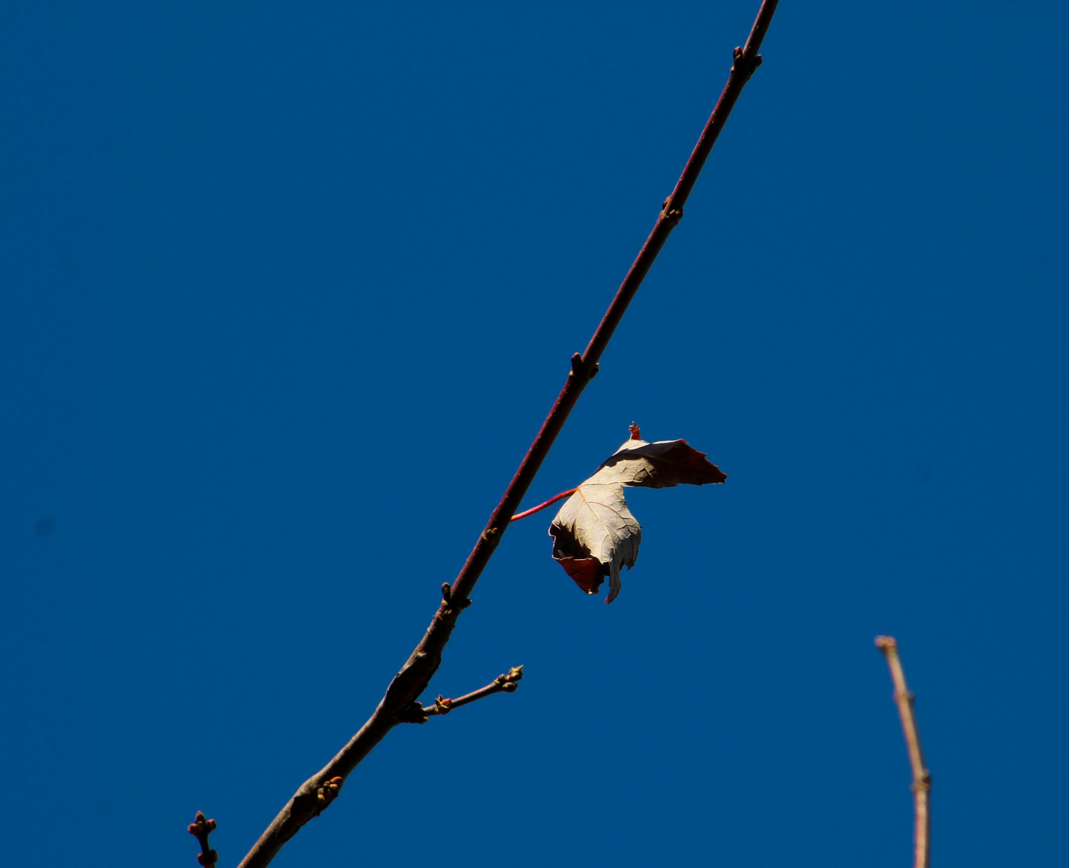 日本の盆踊りで輪になって踊る人々