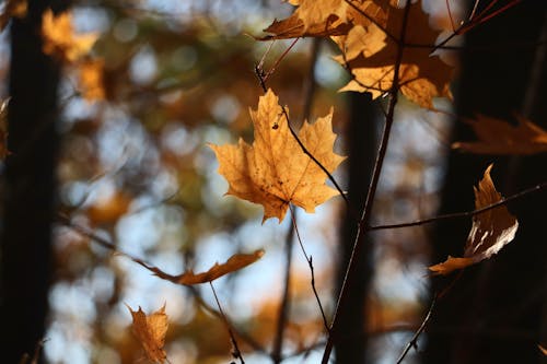 Close-Up Shot of Brown Maple Leaves