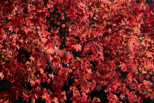 Red Maple Leaves on Tree