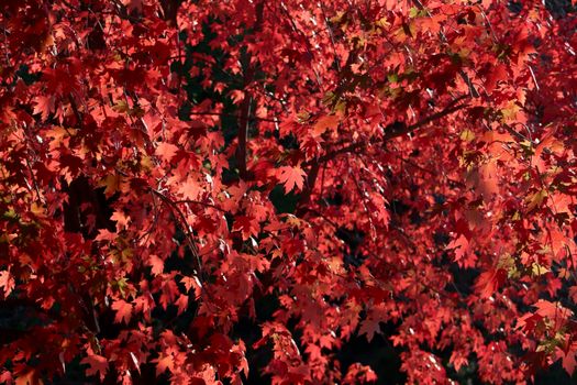 Bright and vivid red maple leaves captured in their autumn glory, dappled in sunlight.