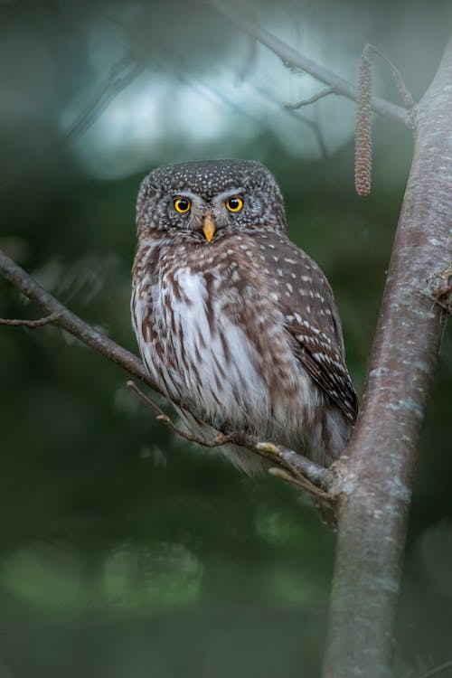 Brown Owl on Brown Tree Branch