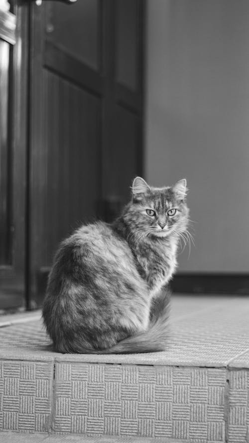 A Cat on the Tiled Floor