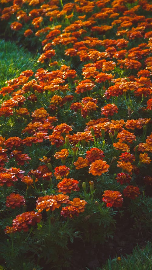 View of a Flowerbed