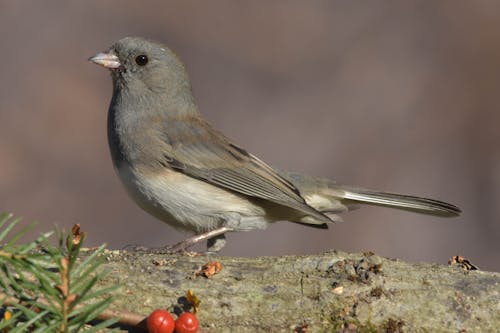 Δωρεάν στοκ φωτογραφιών με ασπροφτερό junco, βάθος πεδίου, γκρο πλαν