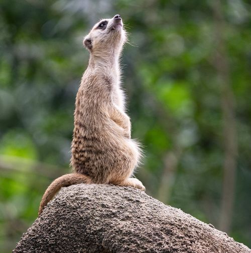 Free A curious meerkat poised atop a rock against a vibrant green background, showcasing wildlife in Singapore. Stock Photo