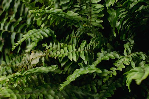 Close up of a Plant