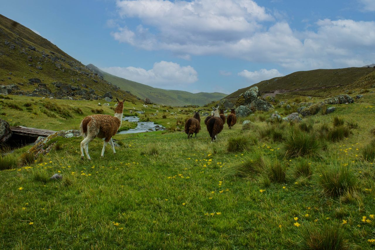 A peaceful scene of llamas grazing in a lush mountain meadow with flowing stream.