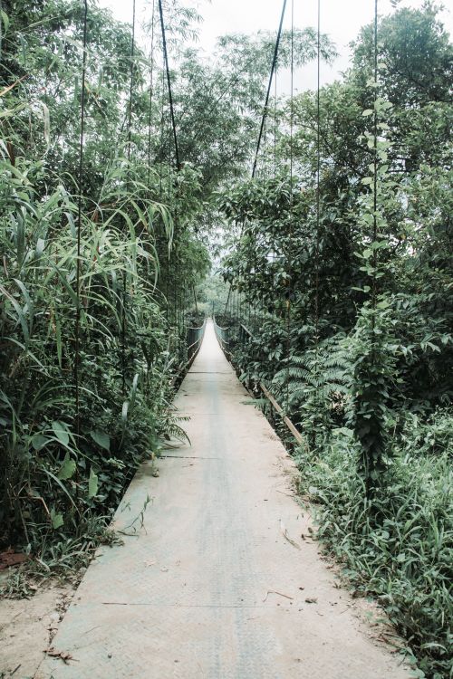 Free Explore serenity on a suspension bridge amidst dense greenery and tranquility in a rural forest setting. Stock Photo