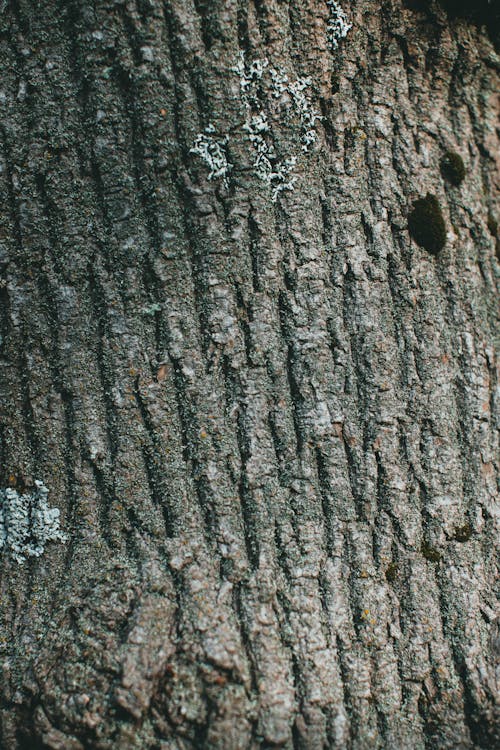 Brown and Gray Tree Bark Texture
