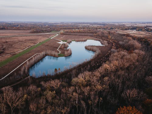 Foto d'estoc gratuïta de arbres marrons, bosc, foto des d'un dron