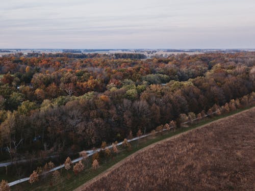 Foto d'estoc gratuïta de arbres de tardor, bosc, foto des d'un dron