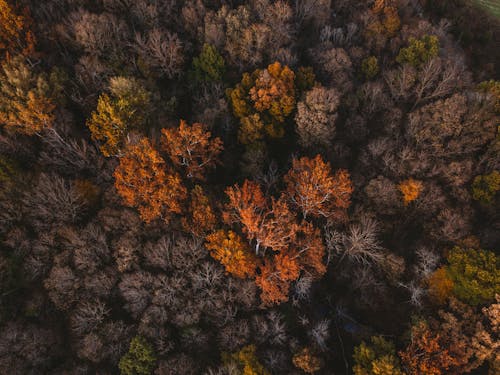 Aerial Photography of Autumn Forest