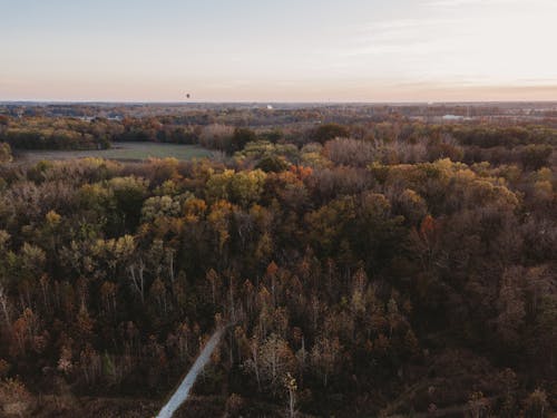 Aerial Photography of Autumn Forest