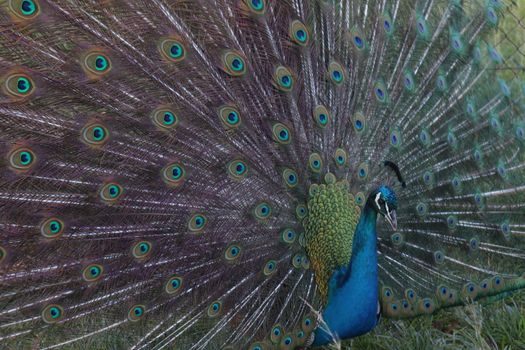 peacock photo