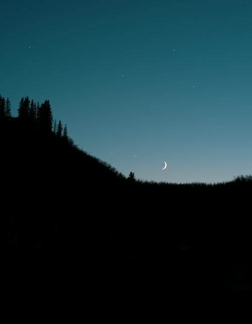 A Silhouette of Trees at Night