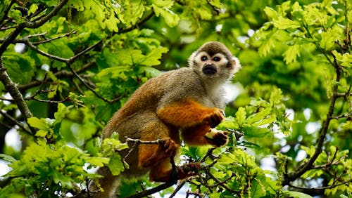 A Brown Monkey on Tree Branches