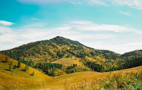 Ingyenes stockfotó dombok, fák, festői témában