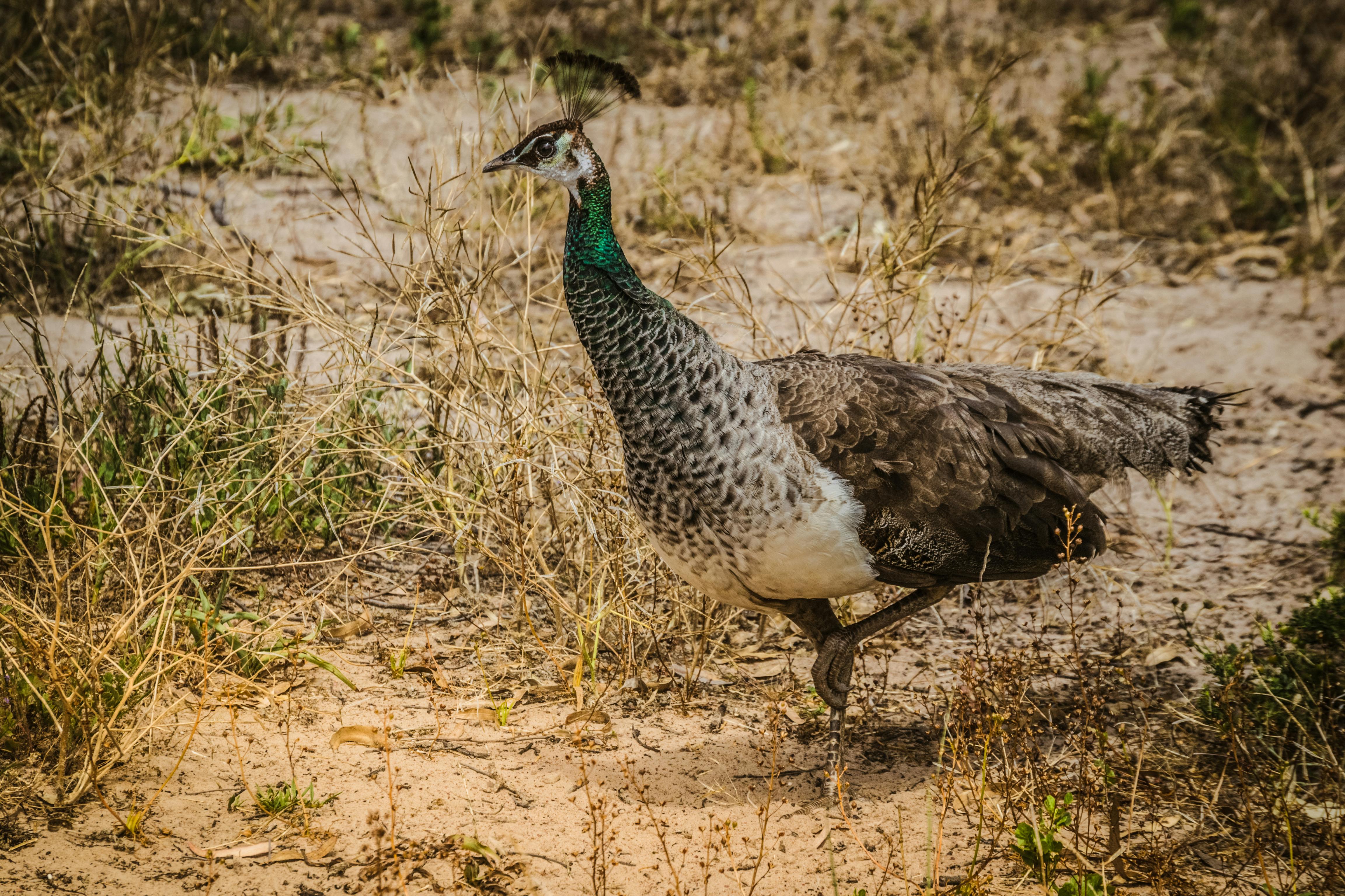 How much does Peacock cost a