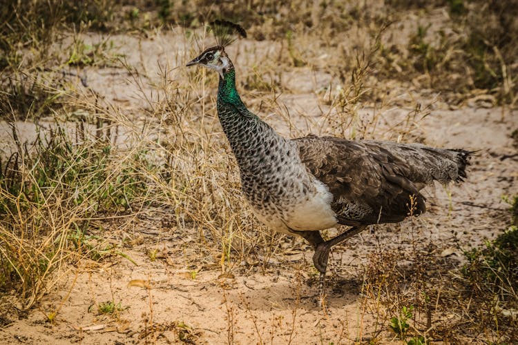 A Peafowl In The Wild