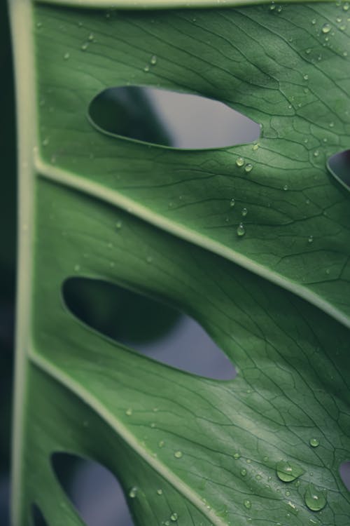 Close-Up Shot of Monstera Deliciosa Leaf