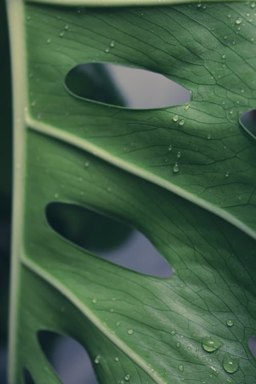 Základová fotografie zdarma na téma detail, monstera deliciosa, vertikální záběr