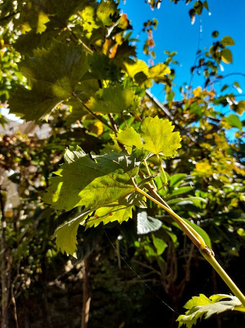 グレープ, すべて黄色, ダークグリーンの植物の無料の写真素材