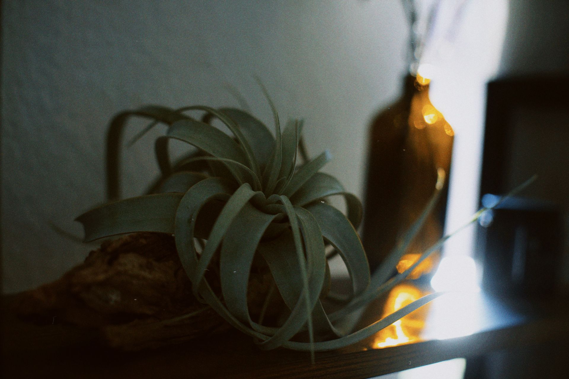 Artistic arrangement of Tillandsia Xerographica air plant on a shelf with a decorative bottle background.