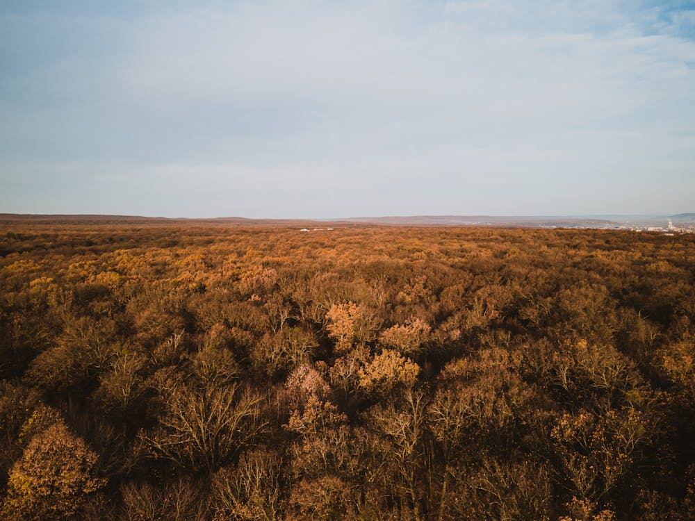 Základová fotografie zdarma na téma fotografie z dronu, krajina, les