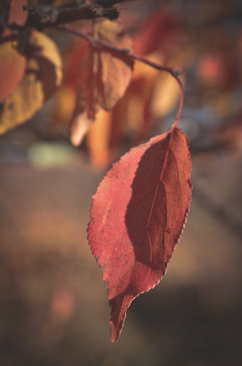 ぼやけて背景, 垂直ショット, 紅葉の無料の写真素材